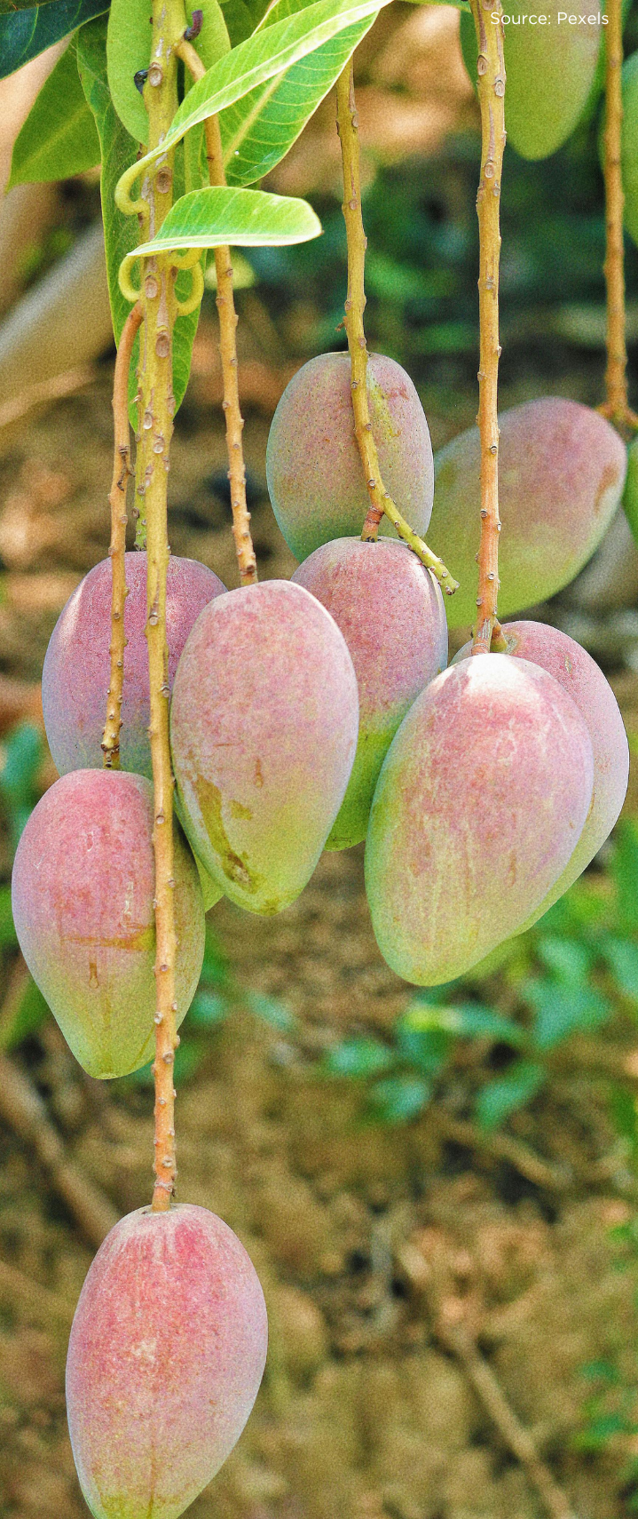 mango tree